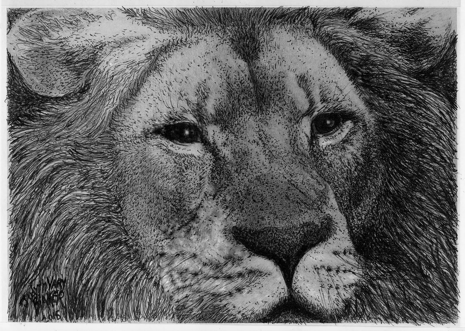 "Lion": to Purchase, see "Donate to the Cause" Below...