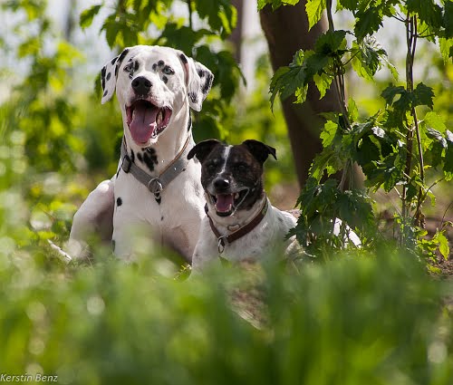 Popeye und Bilue