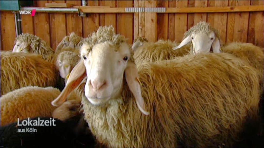 Ideenreise Blog Themenplakat Haustiere Heimtiere