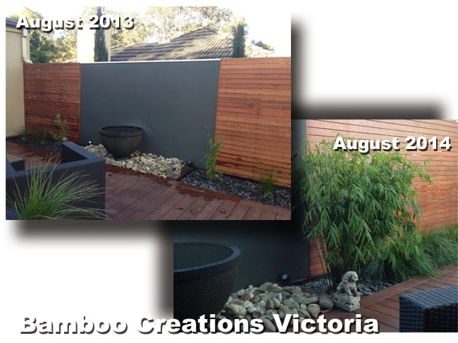 Bamboo Creations Victoria nursery nepalese blue bamboo 1 year apart. Planting progress photos of nepalese blue bamboo.