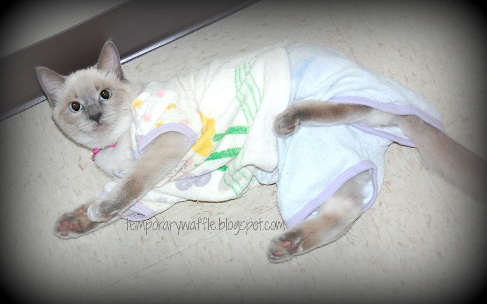 Temporary Waffle Dress Up Your Pet Day 1/14