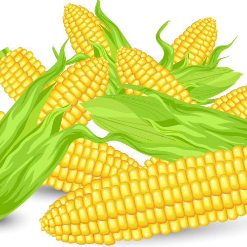 Mazorcas de maíz - vector
