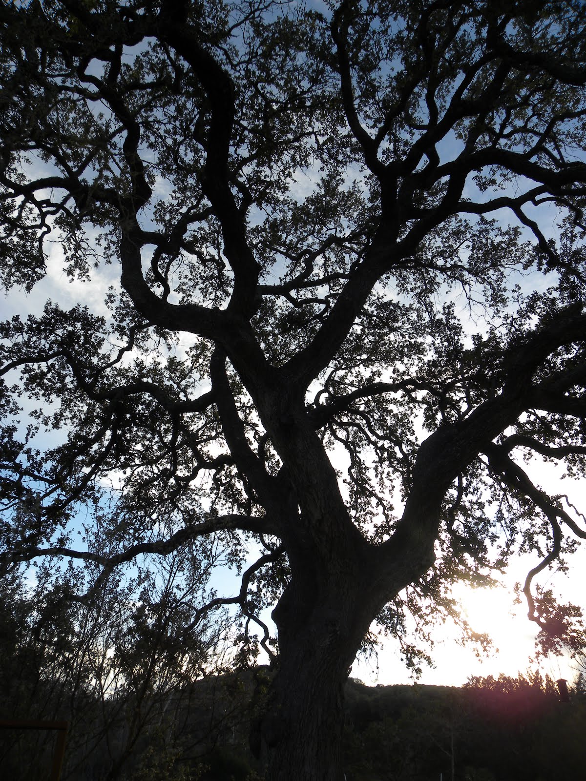 300 year-old South Texas Live Oak