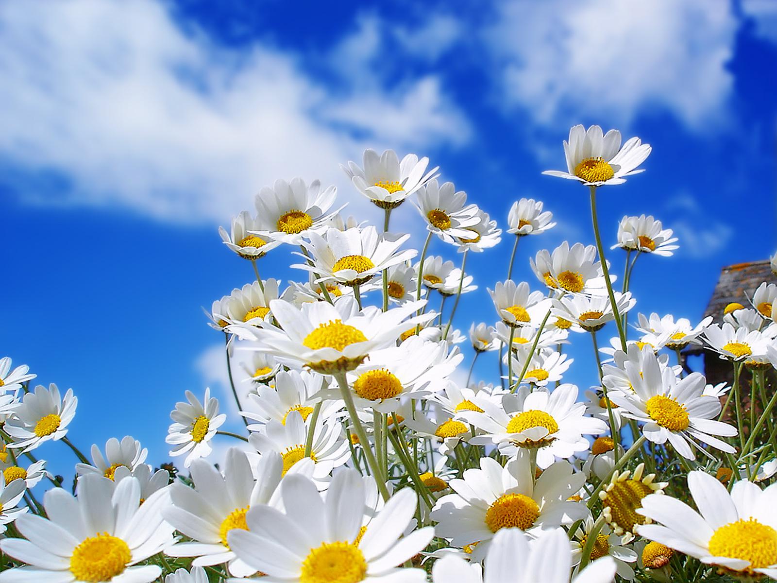 http://2.bp.blogspot.com/-547G8fxaarA/T1SZxKXyhJI/AAAAAAAABXc/njjpD1D8TwM/s1600/spring-white-flowers.jpg