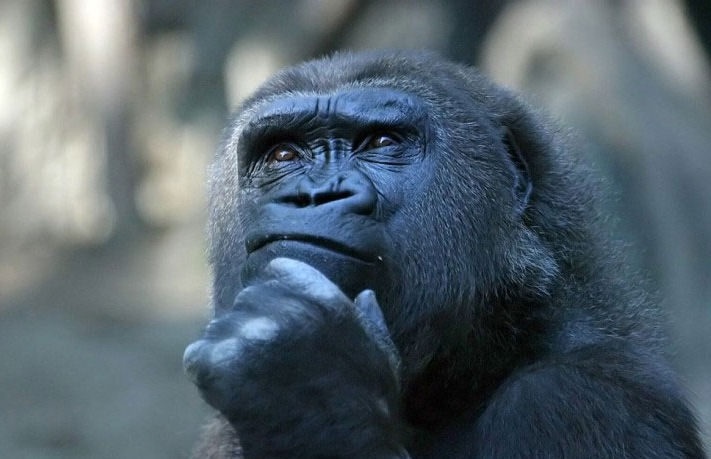 The Thinking Ape