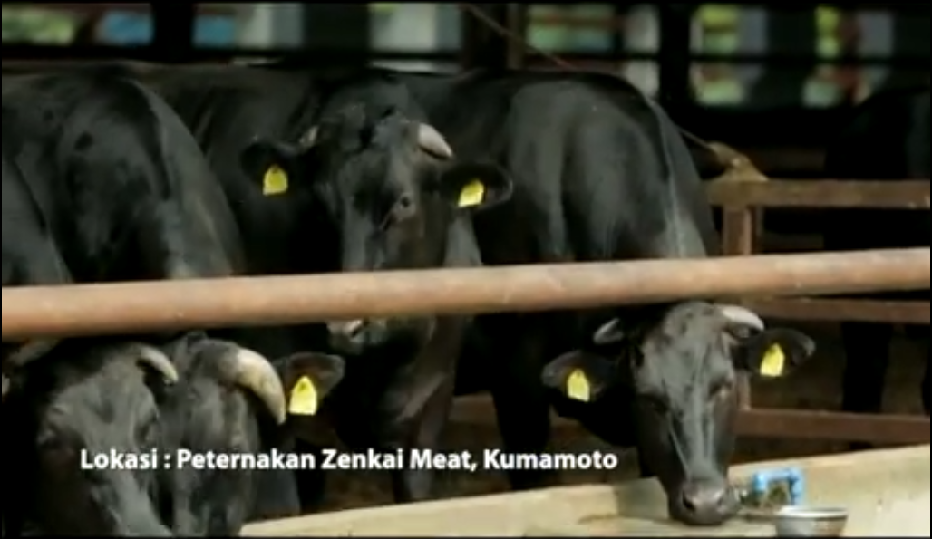 Maleo Indo Sapi Wagyu Alias Sapi Jepang Yang Luar Biasa