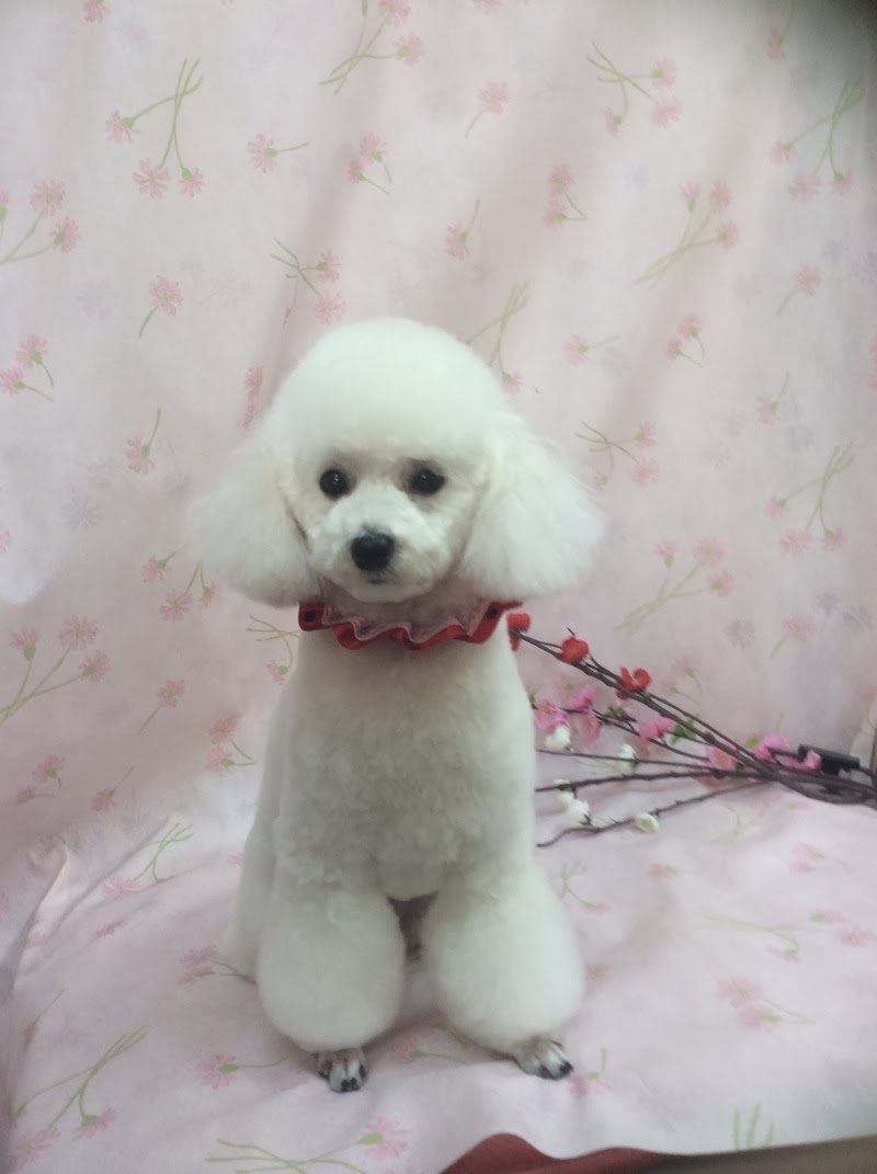 Olive倶楽部 プードル チワワ シーズー