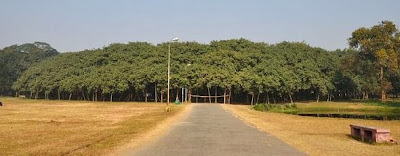 Great Banyan tree Entrance to the Great Banyan tree