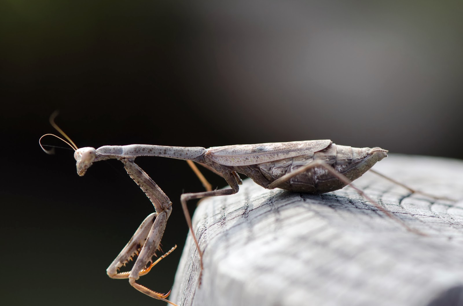 Urban Wildlife Guide Praying Mantis