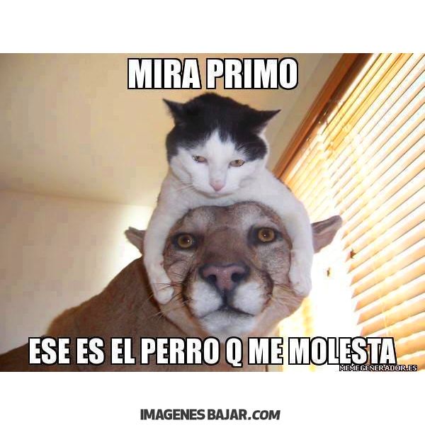 Dopl3r Com Memes Gatos De Tiktok Mi Gato