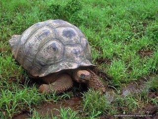 Beautiful Wallpapers for Desktop: Photoshop Frames wallpapers free