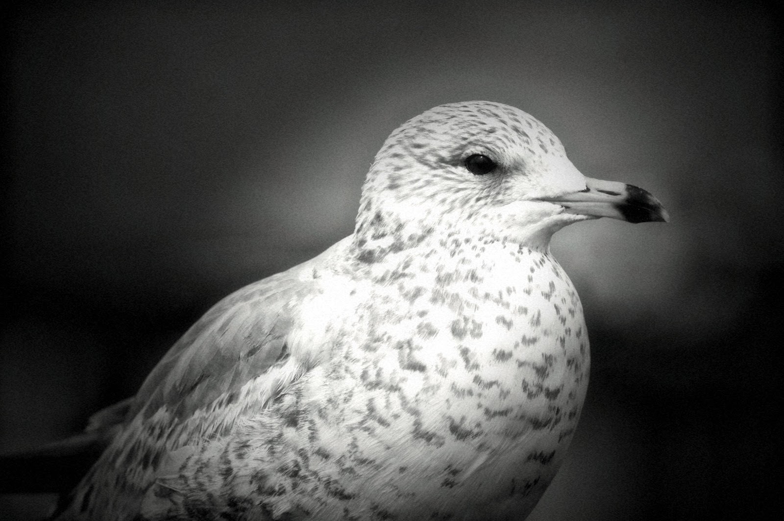 3 black and white birds free pictures without watermark 1 million