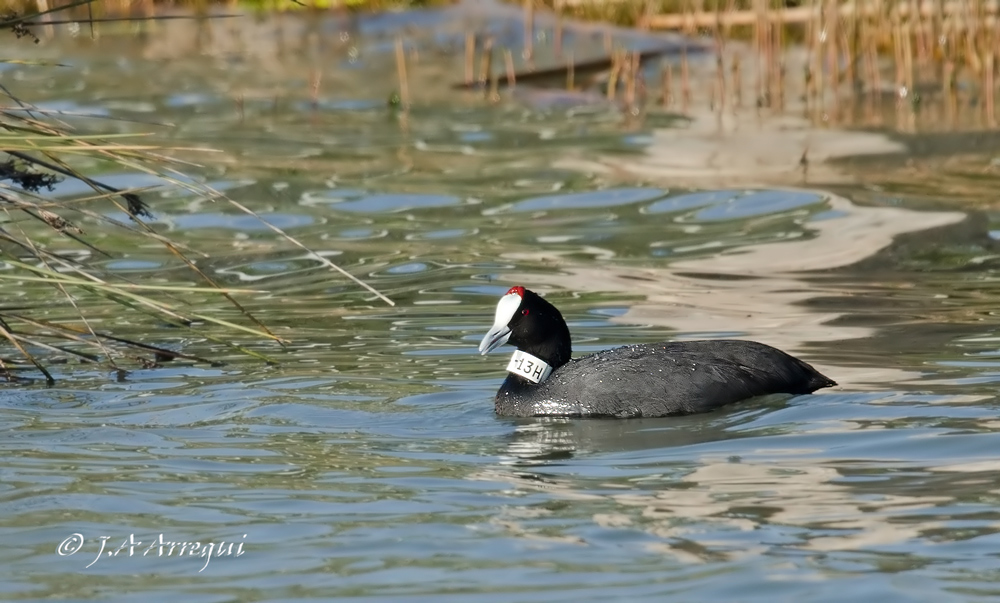 Focha moruna, Folicula cristata, Crested Croot Focha moruna, Folicula cristata, Crested Croot