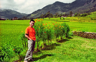 Rice paddy, Dhampus, Nepal