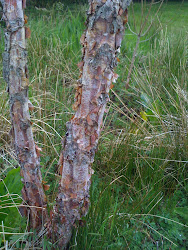 River Birch Happy with Wet Feet