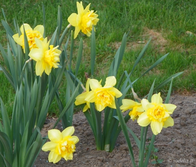 Sodelis Lt Puosniai Zydintys Medziai Ir Krumai