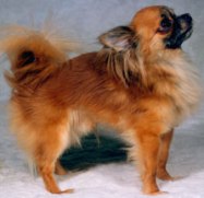 Chihuahua México