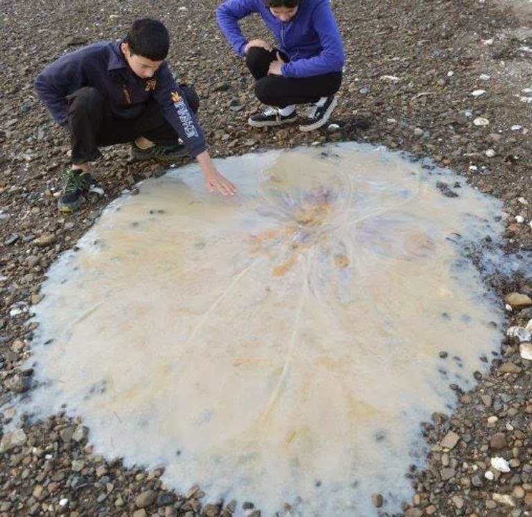 Mysterious Giant Jellyfish