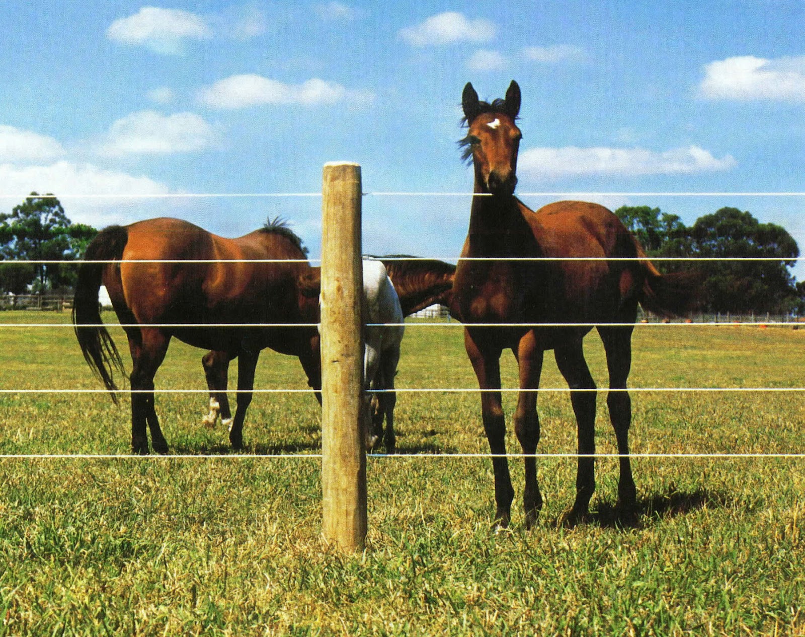 "Rational Preparedness" The Blog Considering Varieties of Fencing for Animals, Privacy and