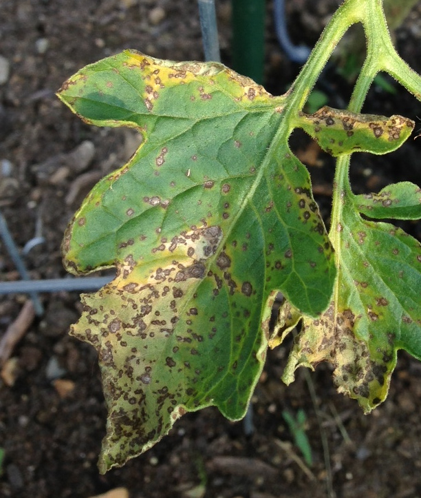 Black spots on tomato plants information