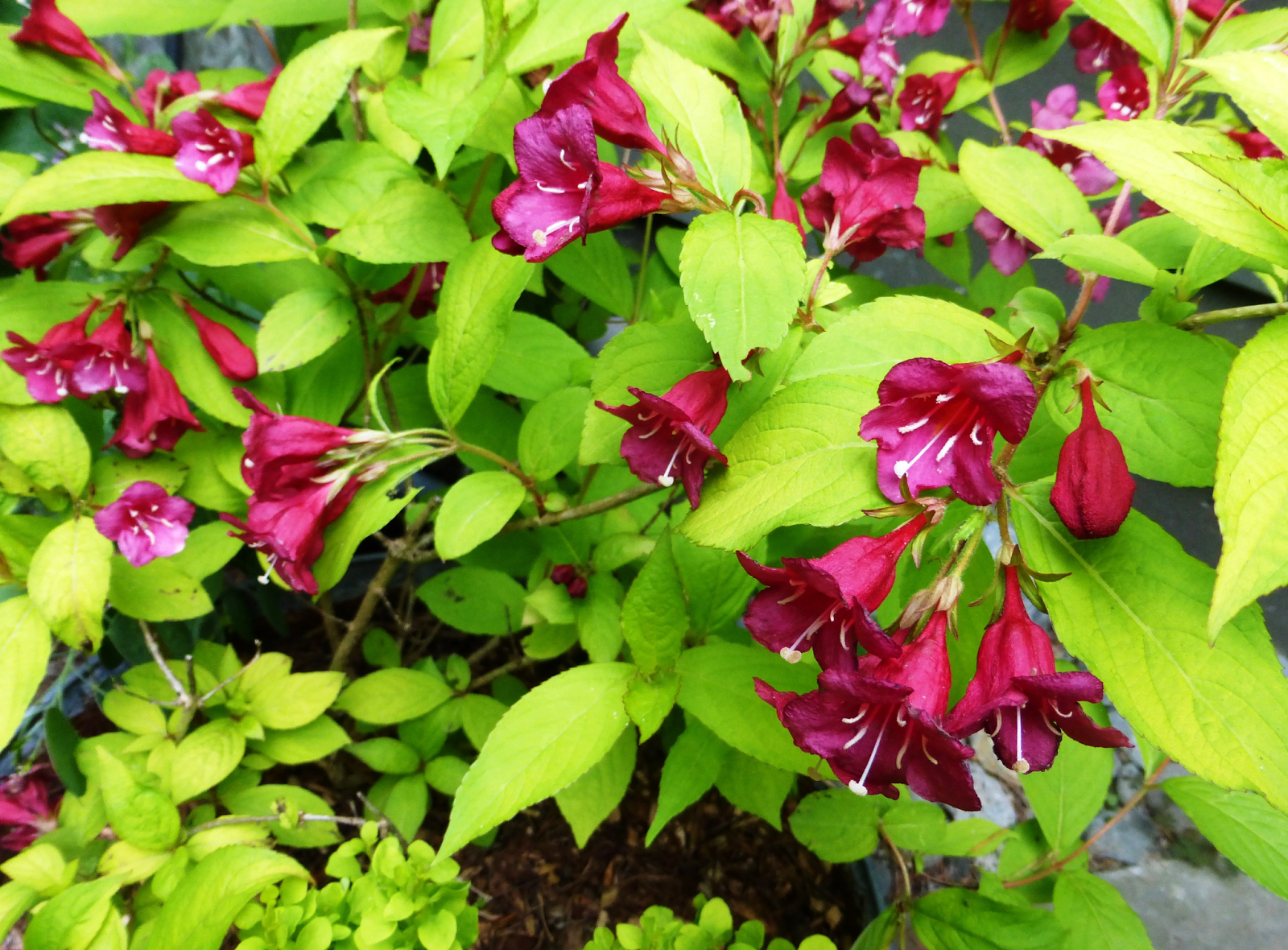 Variegated weigela Shoreline Area News: In the Garden Now - Weigela