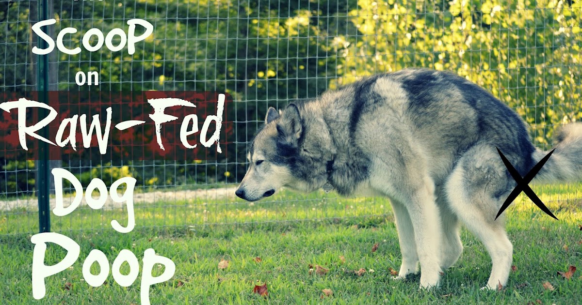 My Rotten Dogs RawFed Dog Poop. What's "Normal?"