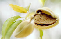 Oleo jojoba