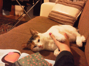 kedim ve ben kavusma we are the hippies