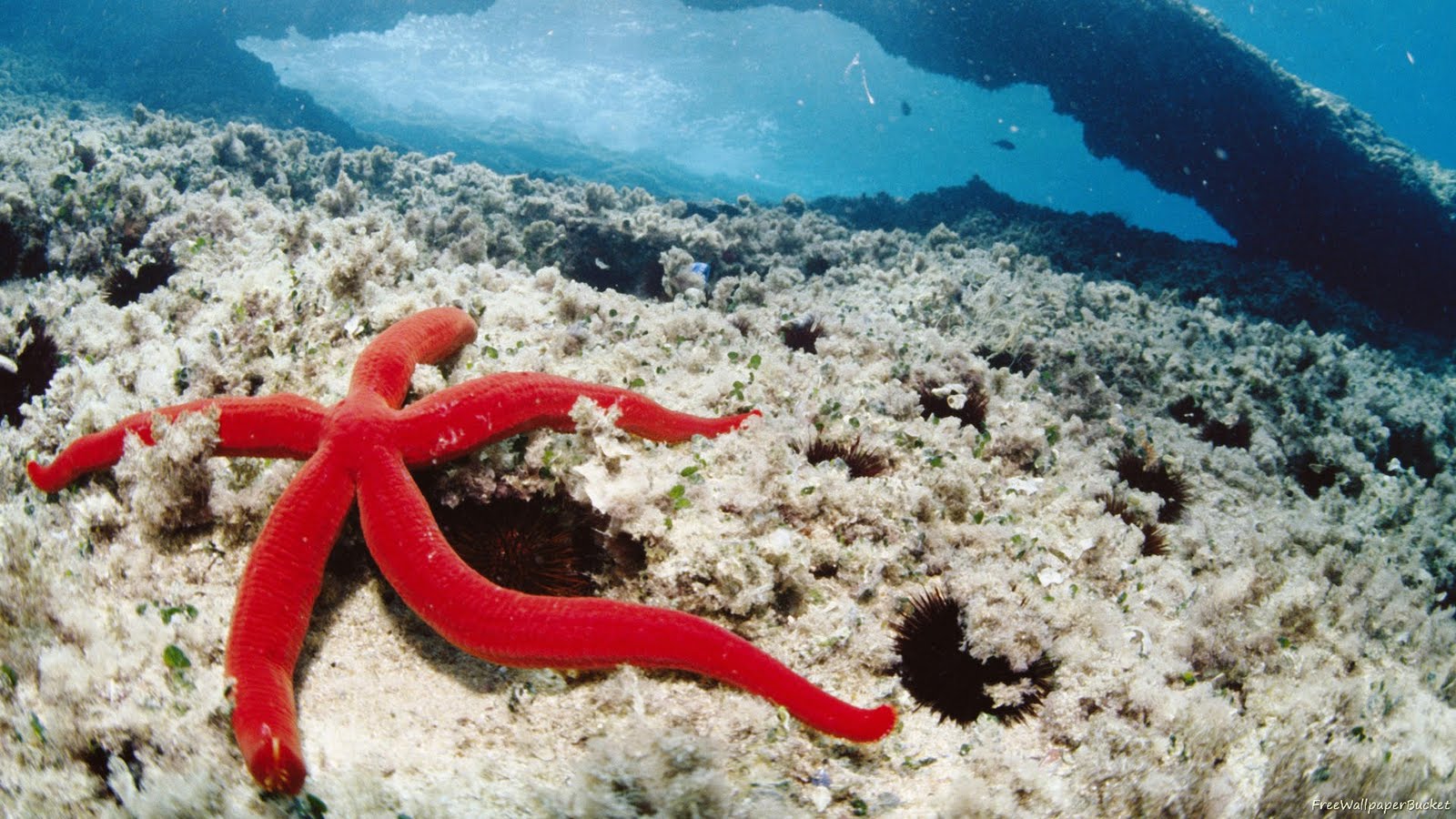 http://2.bp.blogspot.com/-57h83x7ixtE/TbOYD4t2V4I/AAAAAAAABqA/BW9Bc4elZ_c/s1600/Sea-Sea-Star-Red-wallpapers00004.jpg