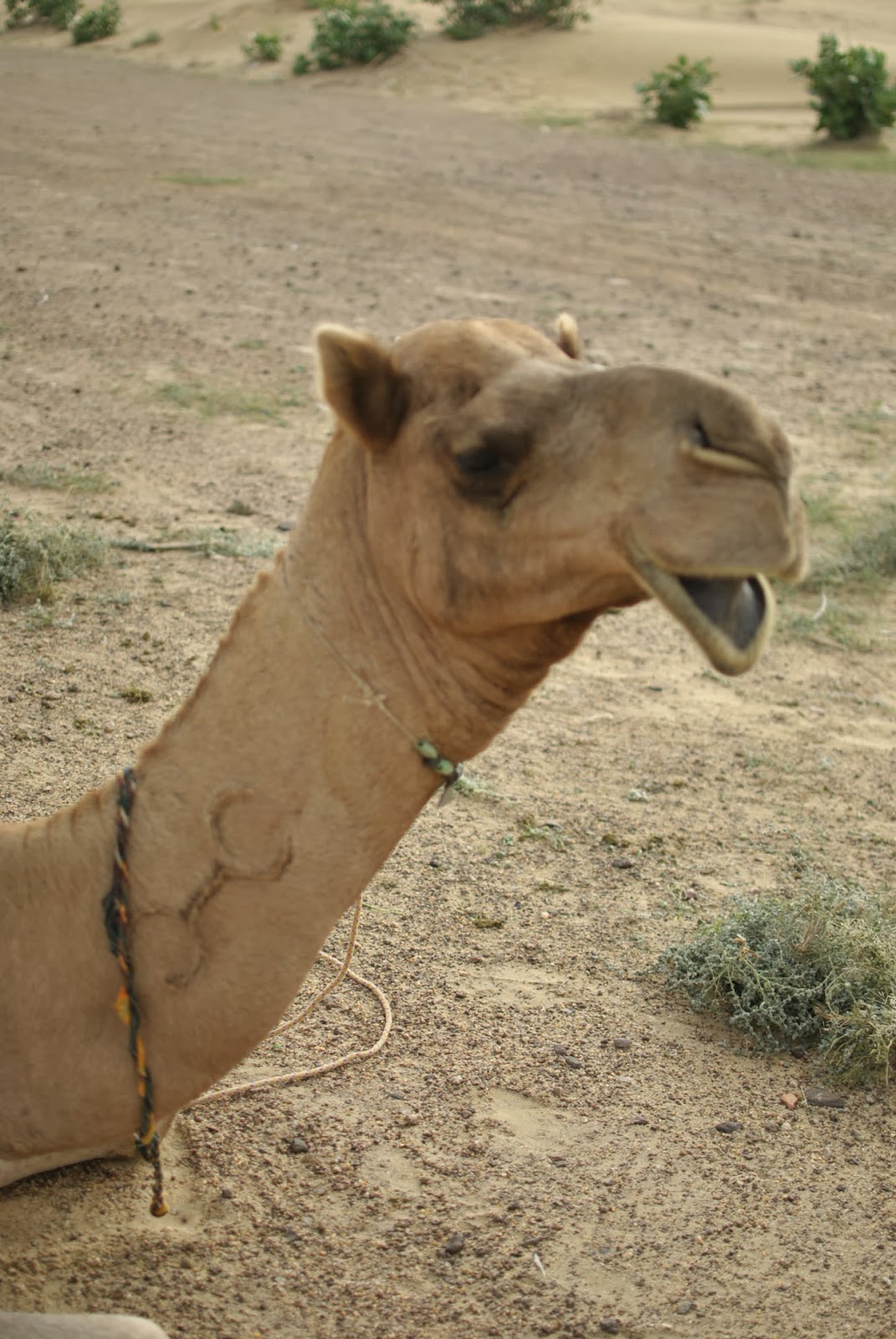 世界旅行記 ラクダと星とふんころがし