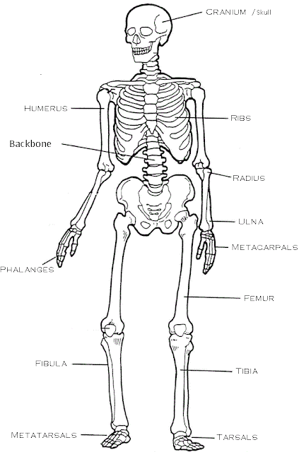 Science Year Four: The skeleton.