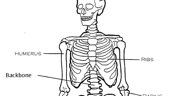 Science Year Four: The skeleton.