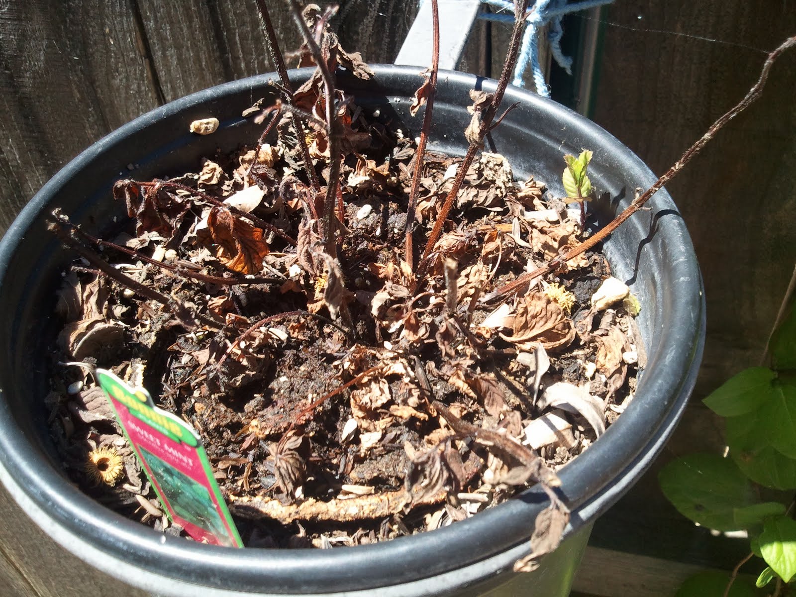 Apt Garden Peppermint Back from the Dead