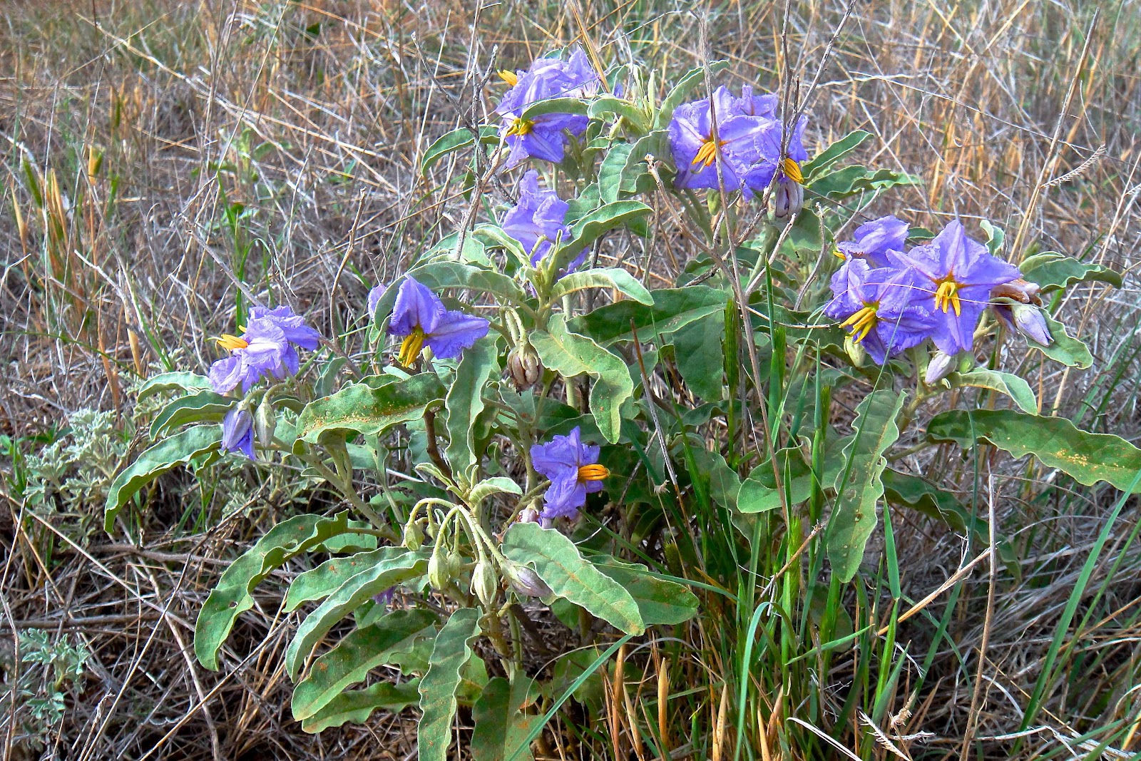 Poetry Of Spirit And Light Summer Crossroads