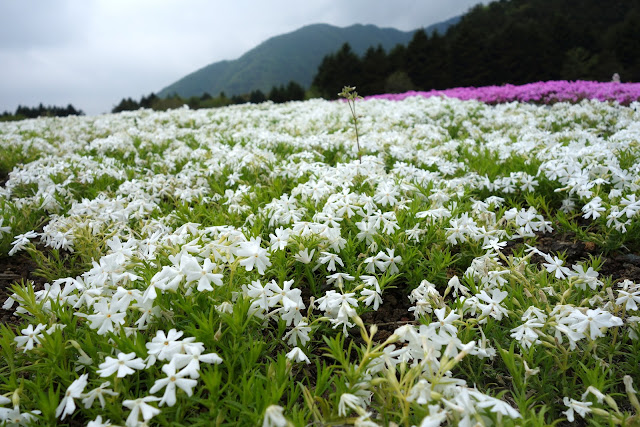 Fuji Shibazakura