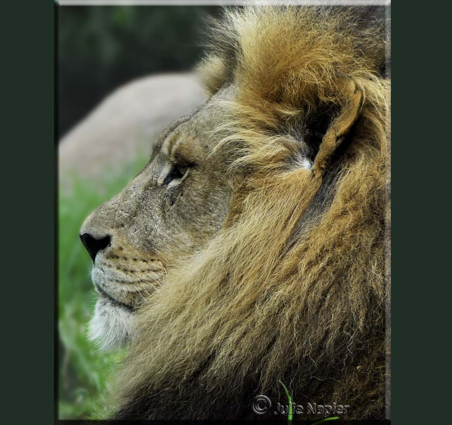 Lion's Profile