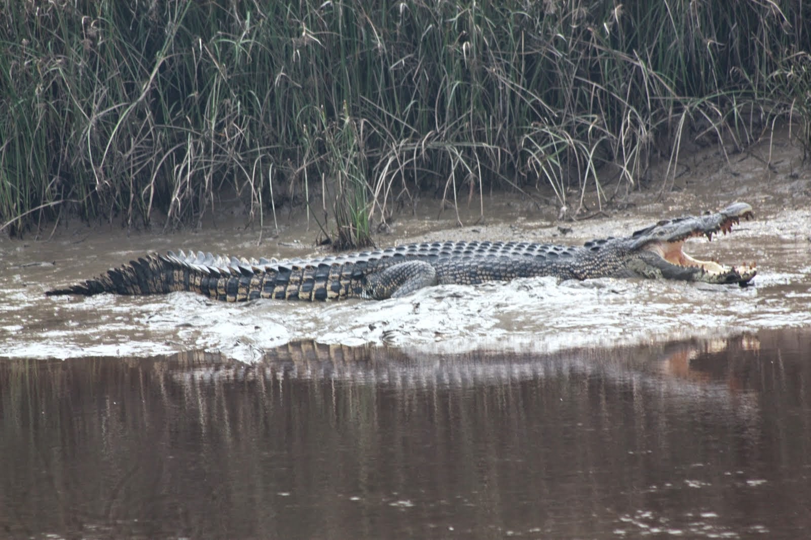 Crocodilus species in Berbak Peat Land