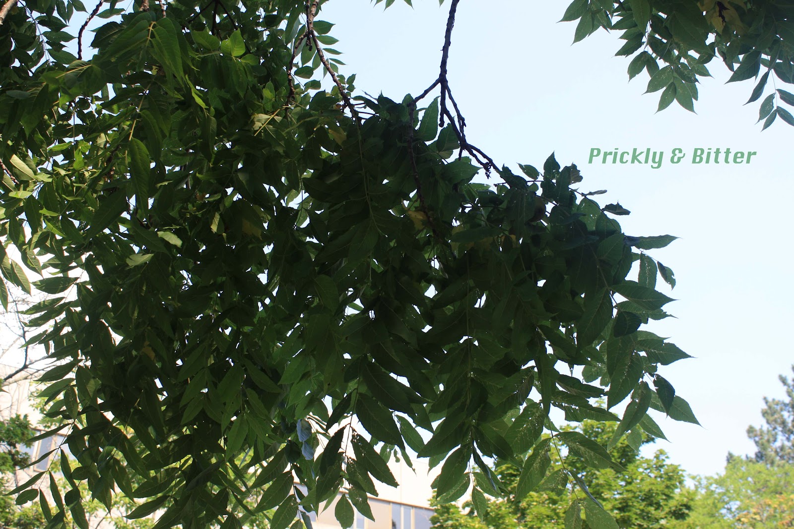 Prickly and Bitter The blackest of the walnuts