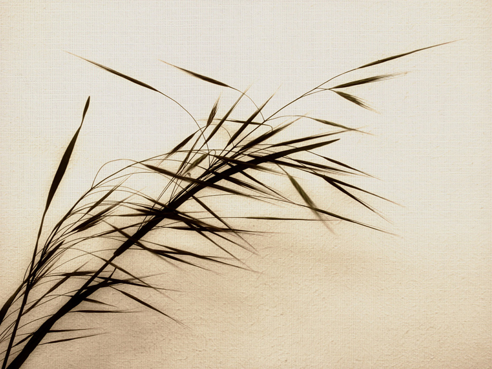 japanese zen wallpaper