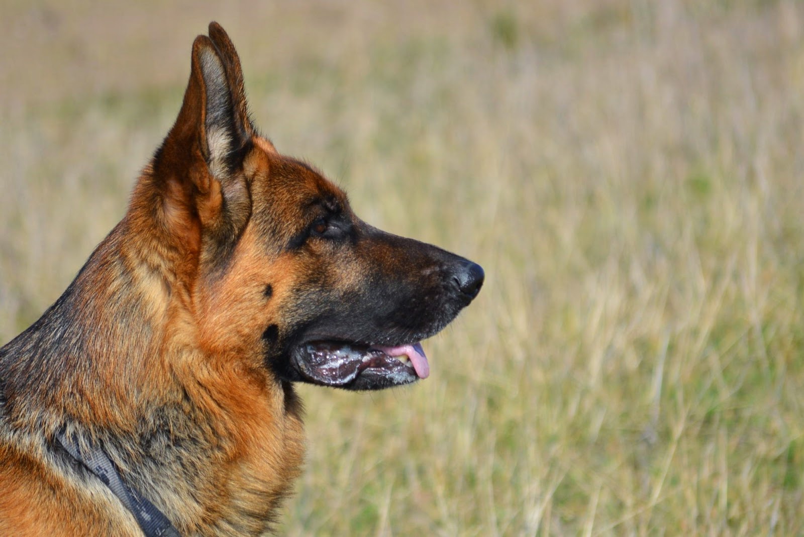 Is Cat Food Dangerous For Dogs Is Cat Food Dangerous For Dogs