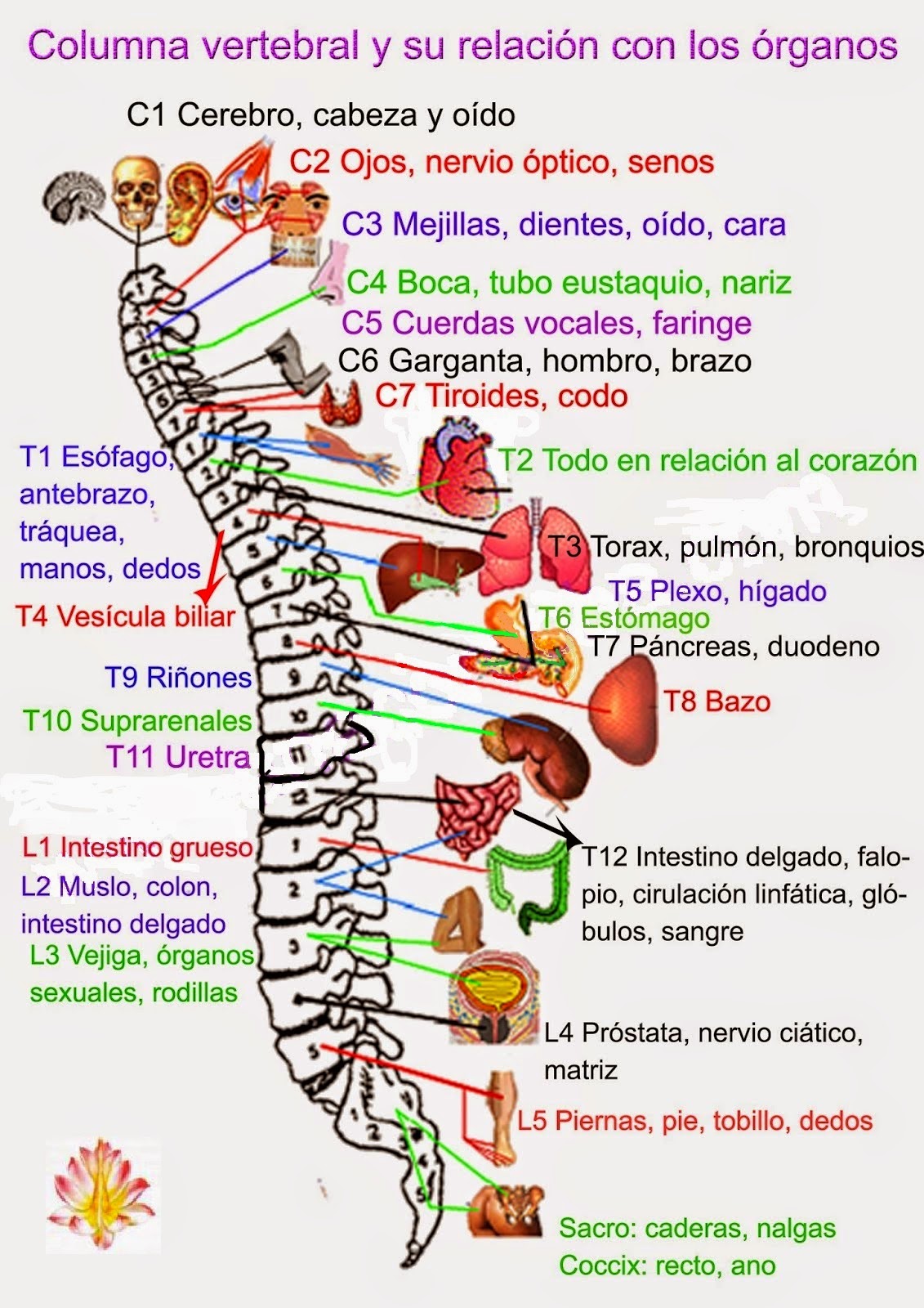 Terapias y Movimientos Energéticos: LOS BENEFICIOS DEL REIKI EN LA