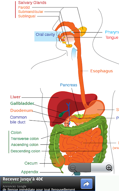Androïd SVT: Fonctionnement du corps humain et anatomie