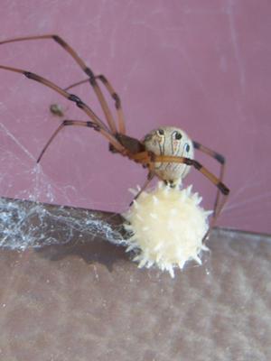 brown spider with white spots