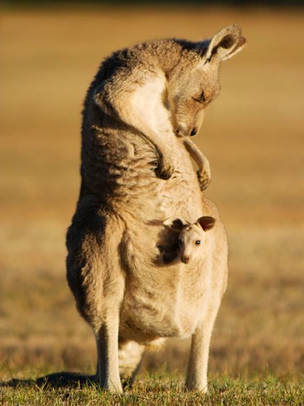 NG_kangaroo-and-joey-australia_19889_600x450.jpg