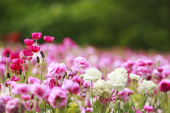 [Image: le-hoi-hoa-nuoc-Uc-10.jpg]