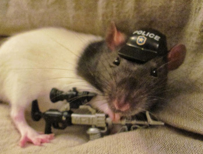 police-rat2.jpg