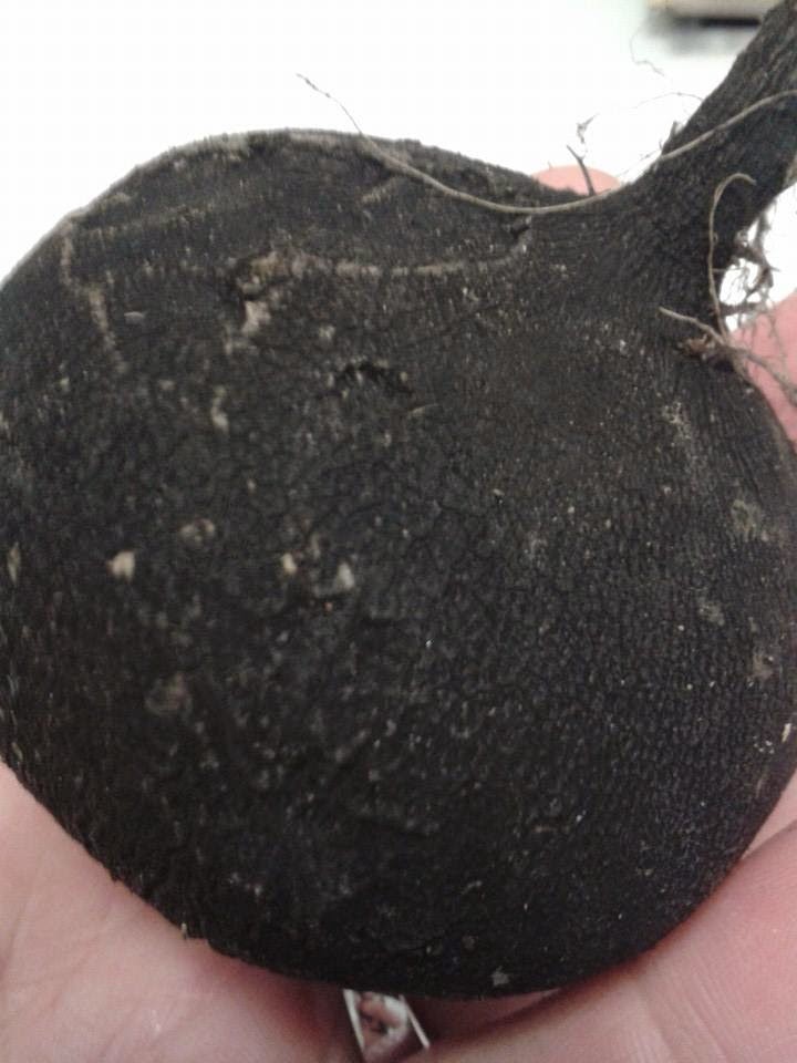 Salata od rotkve s vrhnjem