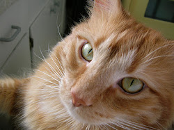 Visit Mr. Cheddar! Celebrity Feline Author😺