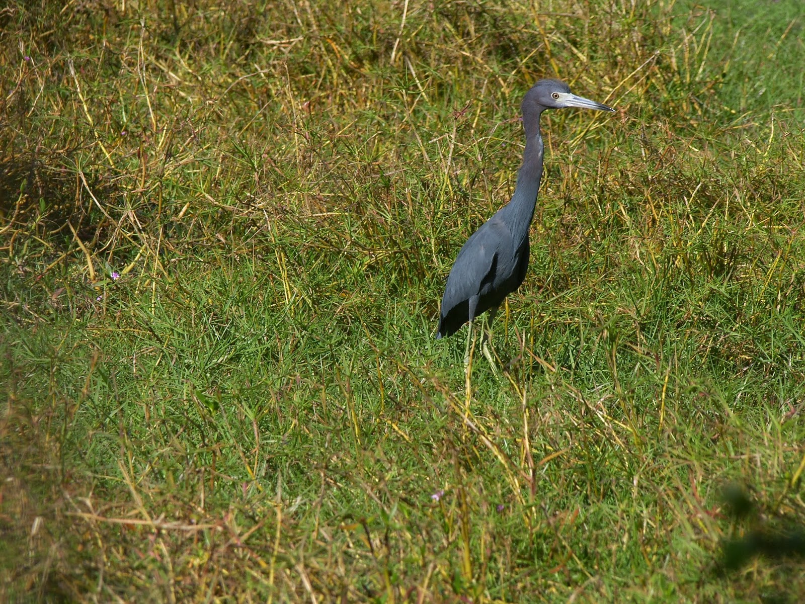 Birds Of Tobago heron
