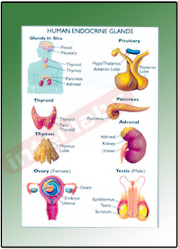 Interesting Fact about Human Body.: Glands of Human body